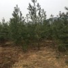 白皮松精品苗白皮松小苗 綠化苗木大量出售