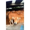 哪里有樣西門(mén)塔爾牛的 純種魯西黃牛小牛犢出售免費(fèi)運(yùn)輸
