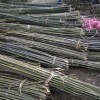 廠家出售各類1.5米2米2.2米菜架竿2.5米3米菜架竿批發(fā)