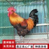 土雞土雞苗批發 貴州哪里有土雞苗