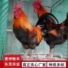 土雞