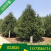 6米精品白皮松價(jià)格