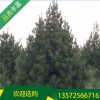 白皮松市場(chǎng)價(jià)格_4米白皮松價(jià)格_宏遠(yuǎn)白皮松4米白皮松報(bào)價(jià)
