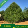 藍(lán)田5米白皮松_藍(lán)田白皮松價(jià)格_求購(gòu)藍(lán)田白皮松