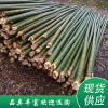 毛竹 （規(guī)格可定制）品類多樣