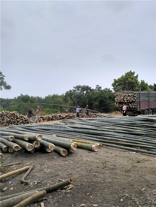 毛竹（規格可定制）