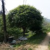 58公分高分枝丹桂 造型高分枝丹桂價(jià)格 園林綠化景觀樹 芳廷園林丹桂樹