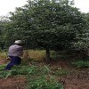 25公分低分枝丹桂 低分枝丹桂報(bào)價(jià) 造型低分枝丹桂 芳廷園林