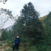 1.5米白皮松_白皮松苗木_陜西鈺尚白皮松批發(fā)廠家