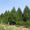 白皮松價(jià)格_綠化白皮松苗木_白皮松苗_鈺尚園林