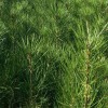 1.5米白皮松_白皮松樹木_藍(lán)田鈺尚白皮松種植廠家