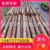 杉木樁 原產(chǎn)地批發(fā) 好貨源 好品質(zhì) 歡迎來(lái)電洽談