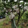 佛手嫁接苗（隔年開花，有效益，包成活，包技術(shù)，包回收）