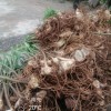 四川黃精種種植基地 四川黃精種 四川黃精種批發(fā)（包技術(shù) 包回收）
