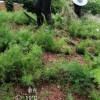 四川成都天冬苗基地 四川成都天冬苗 四川成都天冬苗基地批發