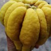成都佛手果 成都佛手果價(jià)格 成都佛手果基地