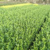 烏牛早茶苗價(jià)格