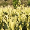 特早奶白茶苗-茶苗--特早奶白茶苗批發(fā)