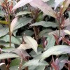 紫鵑茶苗價(jià)格
