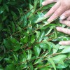 浙農(nóng)117茶苗