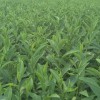浙農(nóng)117茶苗-賢平苗木