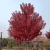 美國紅楓園林用途 京雷 規(guī)格齊全 常年供應(yīng)美國紅楓 15公分美國紅楓