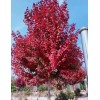 京雷銀杏 紅冠紅楓  秋火焰紅楓 15公分美國紅楓   現(xiàn)貨可定制