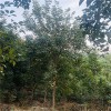 黃花風(fēng)鈴木.黃花風(fēng)鈴木基地.黃花風(fēng)鈴木價格
