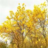 黃花風(fēng)鈴木報價 多花黃花風(fēng)鈴木批發(fā) 風(fēng)景樹 行道樹 漳州基地直供