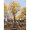 多花黃花風(fēng)鈴木 多花風(fēng)鈴木基地 黃花風(fēng)鈴木多花批發(fā)