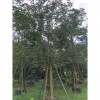 黃花風(fēng)鈴木，多花風(fēng)鈴木，全冠黃花風(fēng)鈴木，黃花植物，漳州風(fēng)鈴木