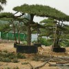 造型油松 熱銷產(chǎn)品