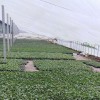 西瓜嫁接苗 安達西瓜苗 8424西瓜嫁接苗 優質培育 西瓜苗