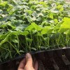甜瓜苗 安達常年出售嫁接瓜苗 甜瓜苗 廠家批發 瓜苗批發