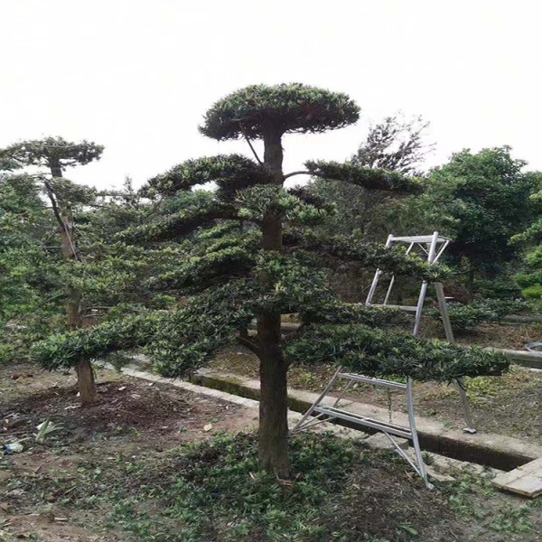 宏源苗木羅漢松小苗價格 基地批量直銷小葉造型羅漢松  批發(fā)各種造型黑松 