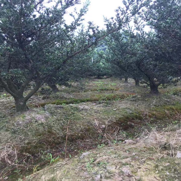 宏源苗木造型盆景 羅漢松 廠家直銷落葉松造型 基地直銷 羅漢松