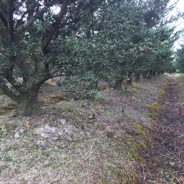 宏源苗木造型盆景 羅漢松  廠家直銷落葉松造型  基地直銷 羅漢松 