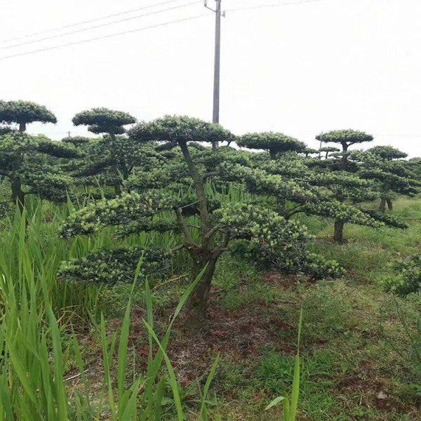 宏源苗木造型羅漢松 造型樹 庭院綠化風景樹造型樹苗羅漢松 羅漢松的造型  