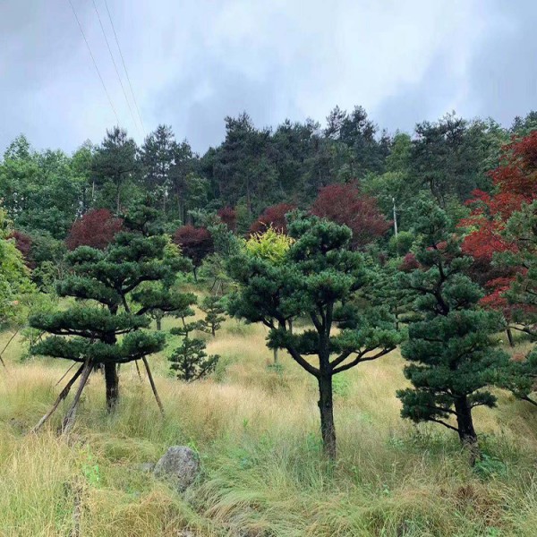 宏源苗木精品造型五針松批發(fā)貨真價實 基地供應(yīng) 造型五針松 造型五針松樹