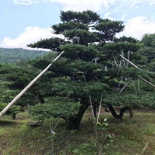 宏源苗木精品造型五針松批發(fā)貨真價實 基地供應(yīng) 造型五針松   造型五針松樹