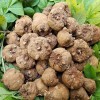 魔芋種子 基地一手貨源 抗病強 發(fā)芽率高
