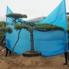 造型松樹(shù)苗木基地-苗圃直銷