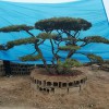 造型松樹(shù)苗木基地-苗圃直銷