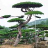 景觀造型油松迎客松造型黑松樹(shù)造型工程松苗木基地-苗圃直銷-規(guī)格齊全