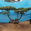 造型景觀松-精品造型油松價(jià)格