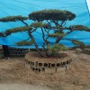 造型景觀松-造型油松迎客松造型油松小苗批發(fā)價(jià)格