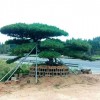 造型油松樹(shù)批發(fā)價(jià)格-造型黑松苗木基地