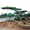 造型油松小苗批發(fā)價(jià)格