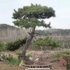 造型油松樹(shù)批發(fā)價(jià)格-苗圃直銷-規(guī)格齊全