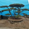 造型黑松苗木基地-優(yōu)質(zhì)造型松
